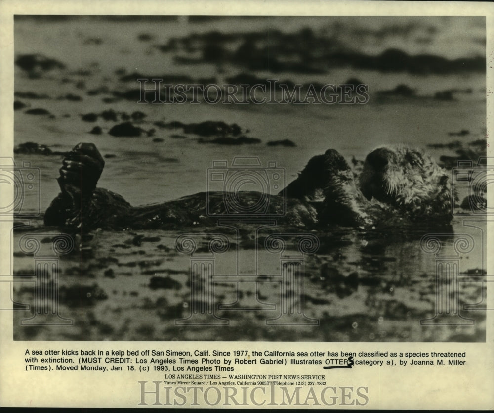 1993 Press Photo Threatened with extinction - California sea otter lies in kelp- Historic Images