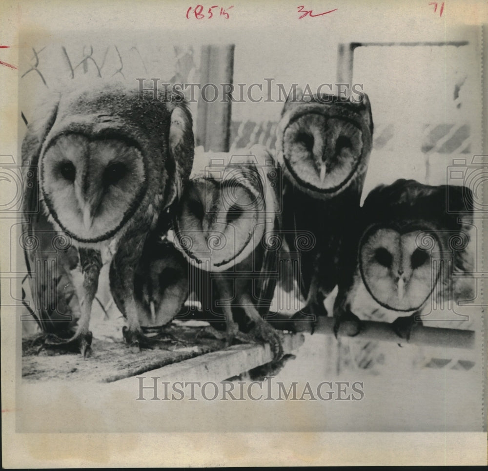 1969 Press Photo Five East Texas barn owls at Midland&#39;s Cole Park zoo- Historic Images