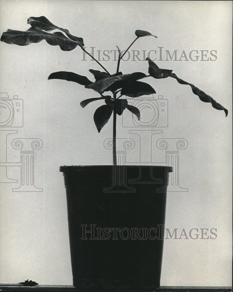 1972 Press Photo Pyramid Magnolia Now Found Only Along Newton Creek in Texas