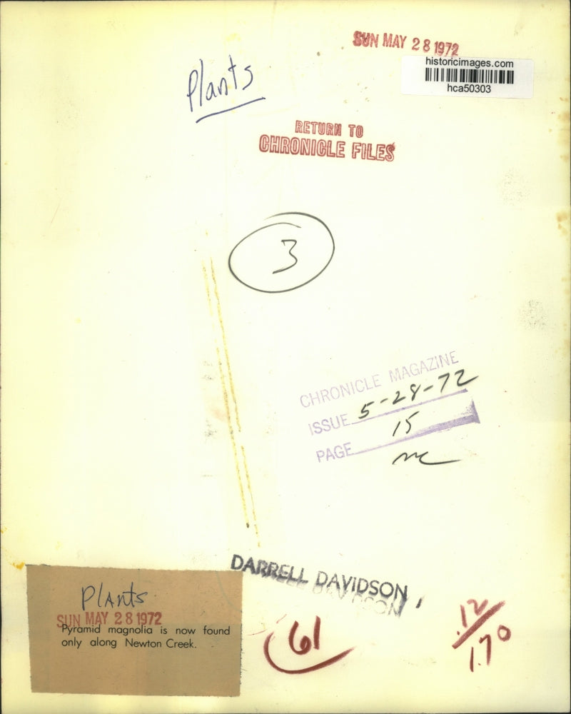 1972 Press Photo Pyramid Magnolia Now Found Only Along Newton Creek in Texas