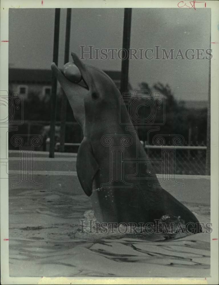 1966 Press Photo Porpoise with football at Sea Arama Marineworld in Galveston