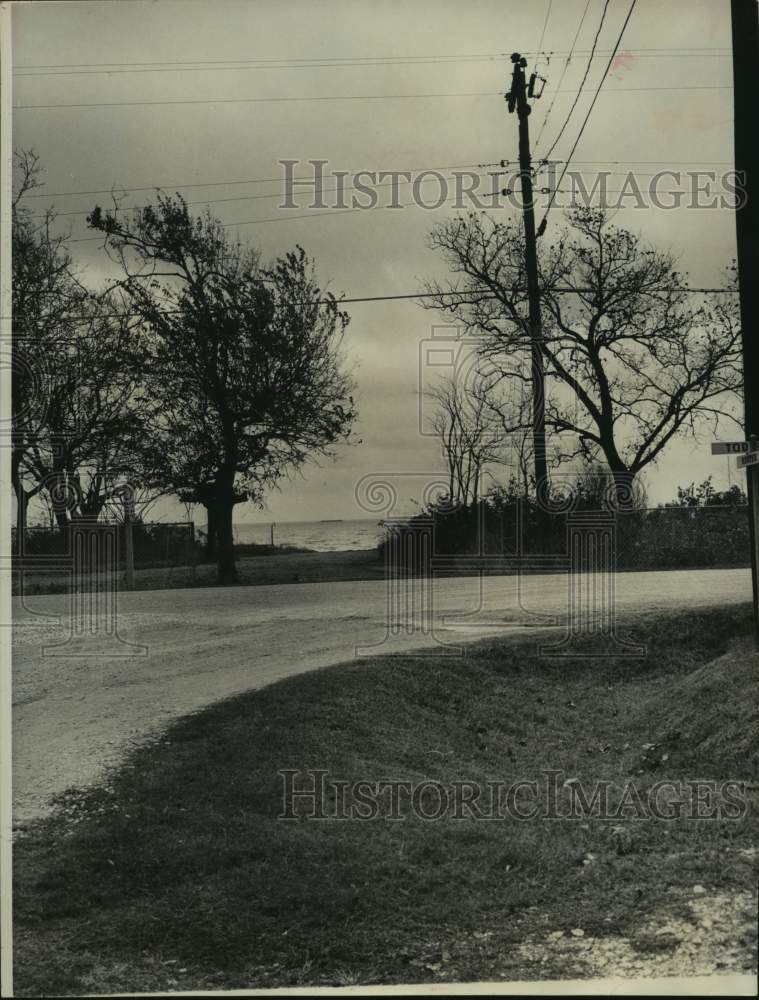 1964 Press Photo Tree grown in middle of Hester Street in Seabrook, Texas