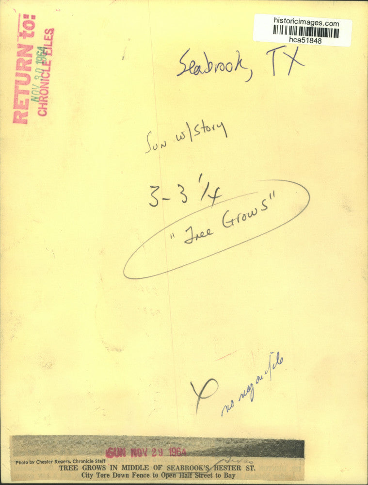 1964 Press Photo Tree grown in middle of Hester Street in Seabrook, Texas