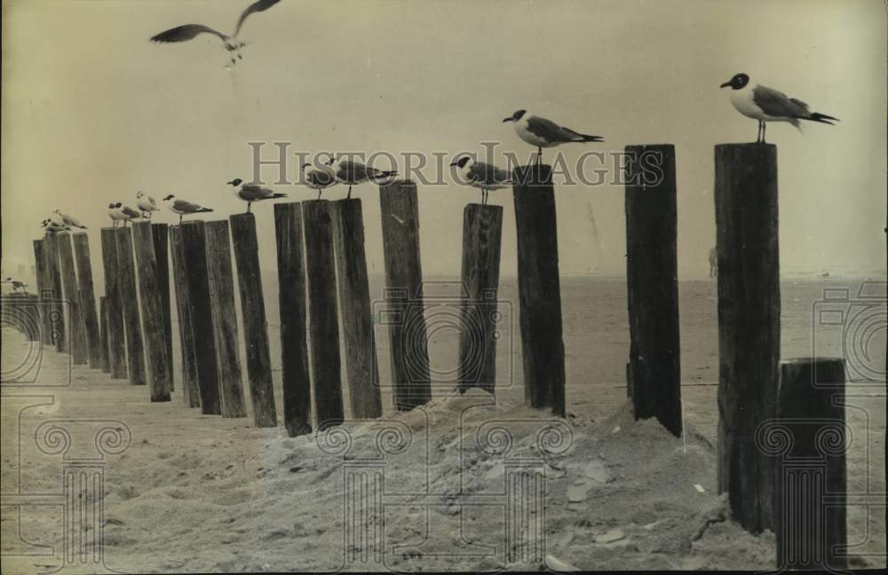 1970 Press Photo Seagulls Lined Up On Stewart Beach, Galveston, Texas