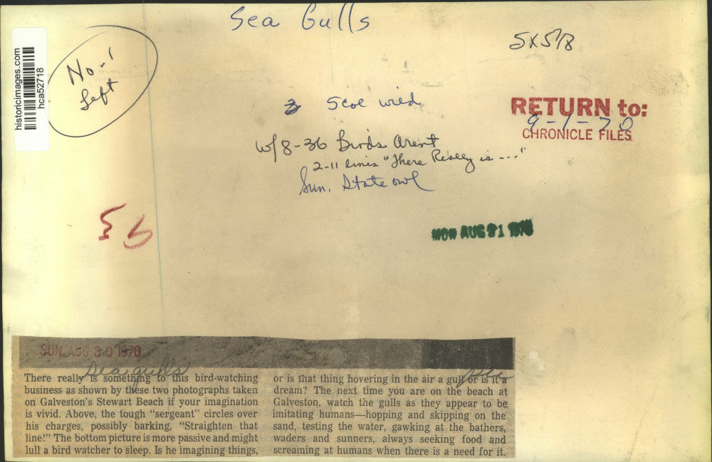 1970 Press Photo Seagulls Lined Up On Stewart Beach, Galveston, Texas