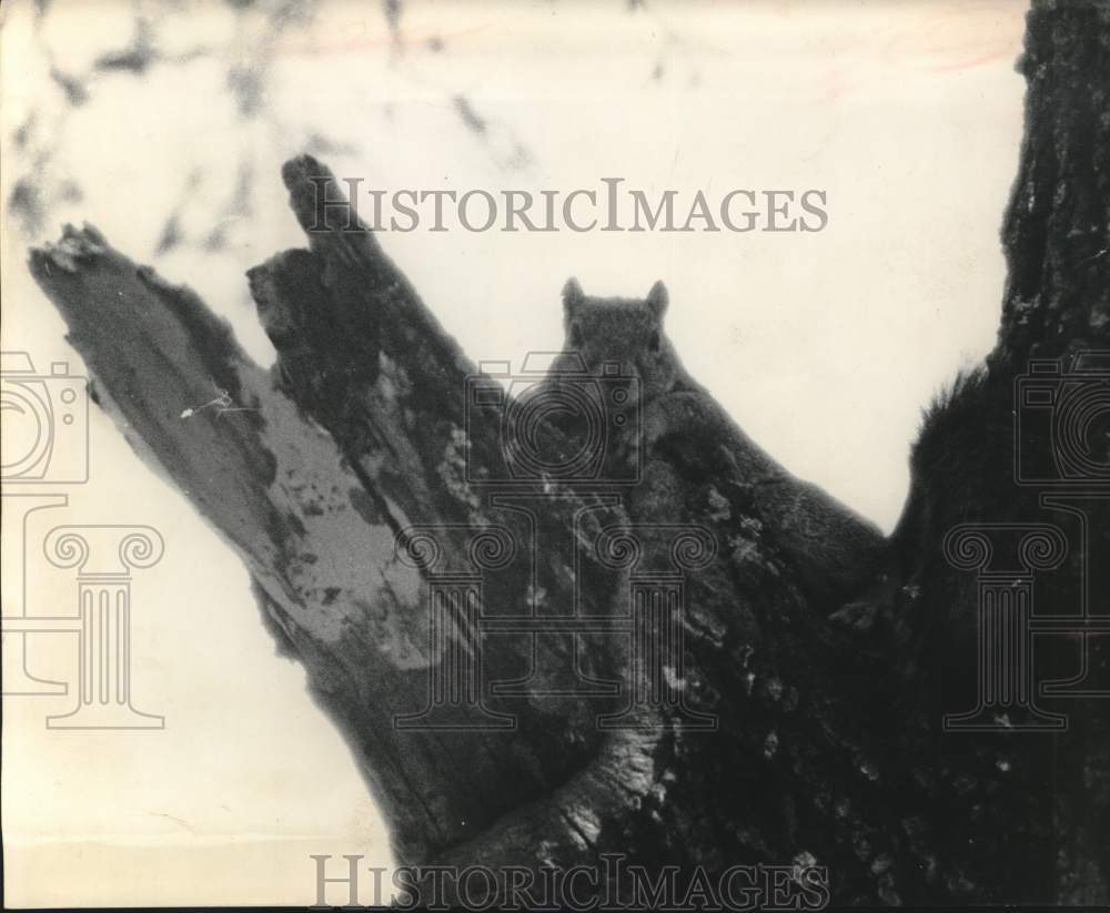 1964 Press Photo Broken Limb Shows Where Squirrel Hole is Located in Texas