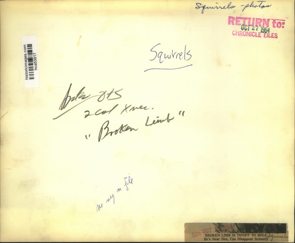 1964 Press Photo Broken Limb Shows Where Squirrel Hole is Located in Texas