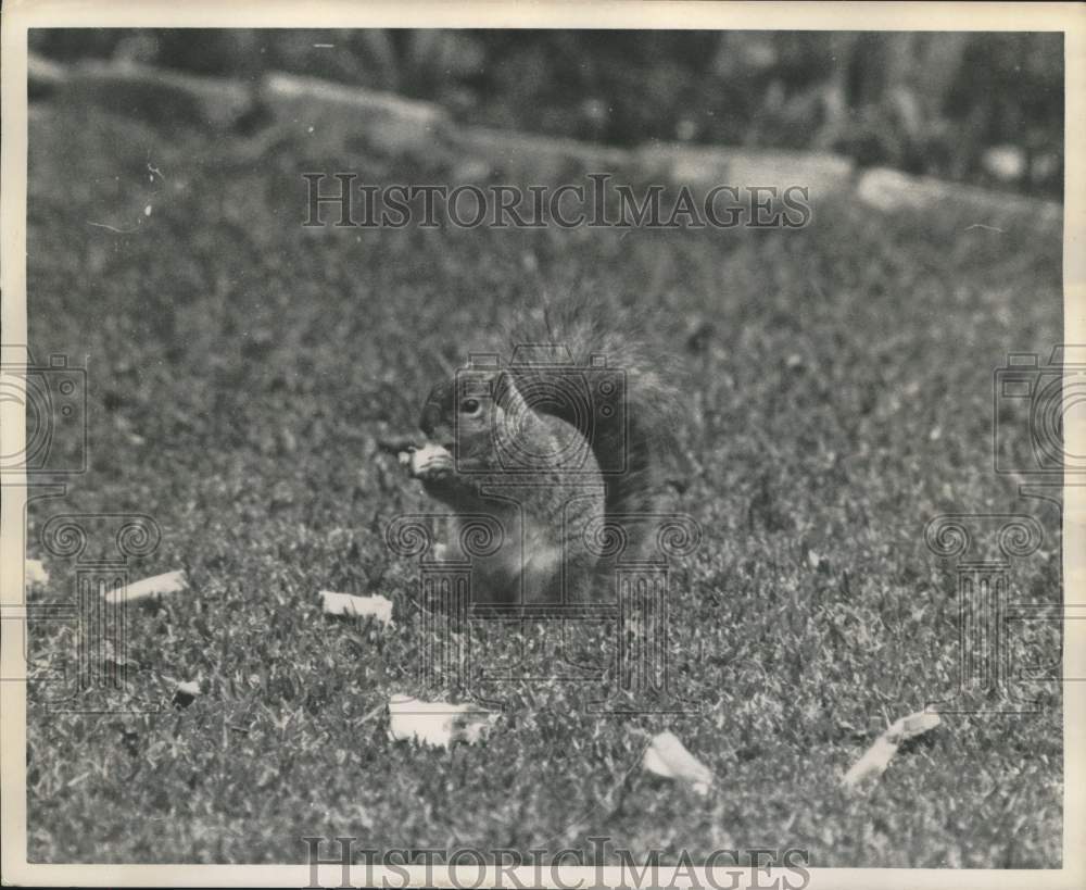 1963 Press Photo Adorable Squirrel Having a Snack - hca53979