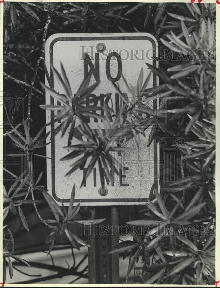 1981 Press Photo No Parking Sign Hidden by Tree Growth in Houston, Texas- Historic Images