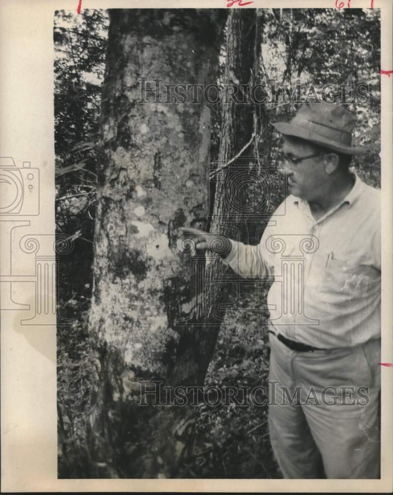 1968 Press Photo Guy Powell Studies Tree Carvings at National Forest in Texas
