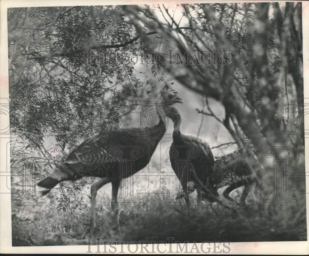 1963 Press Photo Turkey hens look as big as toms in the brush - hca56776- Historic Images