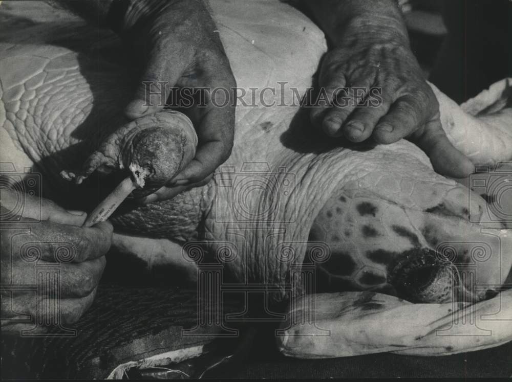 1974 Press Photo Ila Helps Turtle Sharon With Her Injured Flipper in Texas