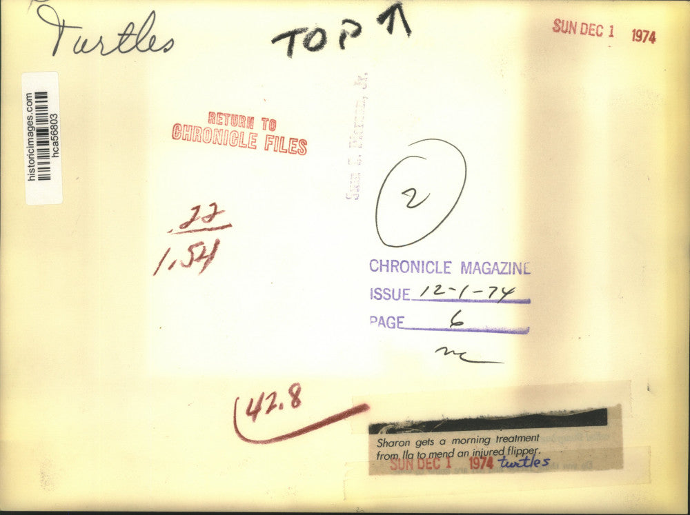 1974 Press Photo Ila Helps Turtle Sharon With Her Injured Flipper in Texas