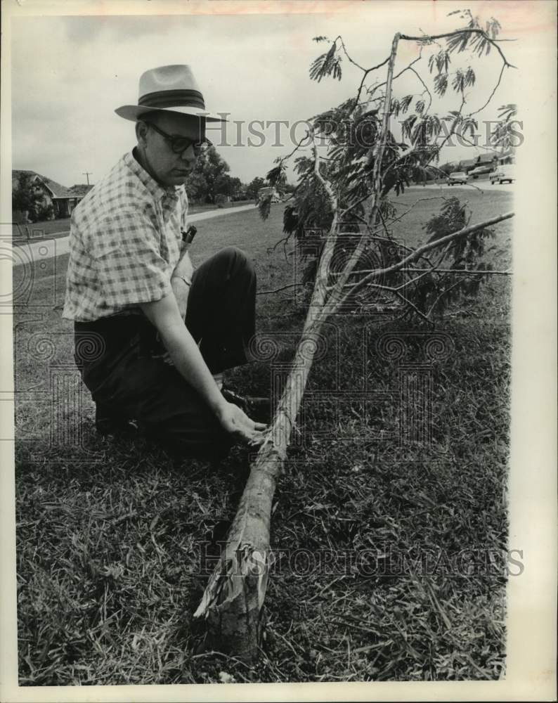 1963 Press Photo Warren Roquet with mimosa tree run over by vandals in Houston- Historic Images