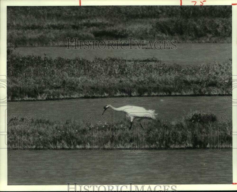 1961 Press Photo A whooping crane searches for food in a marsh - hca58677- Historic Images