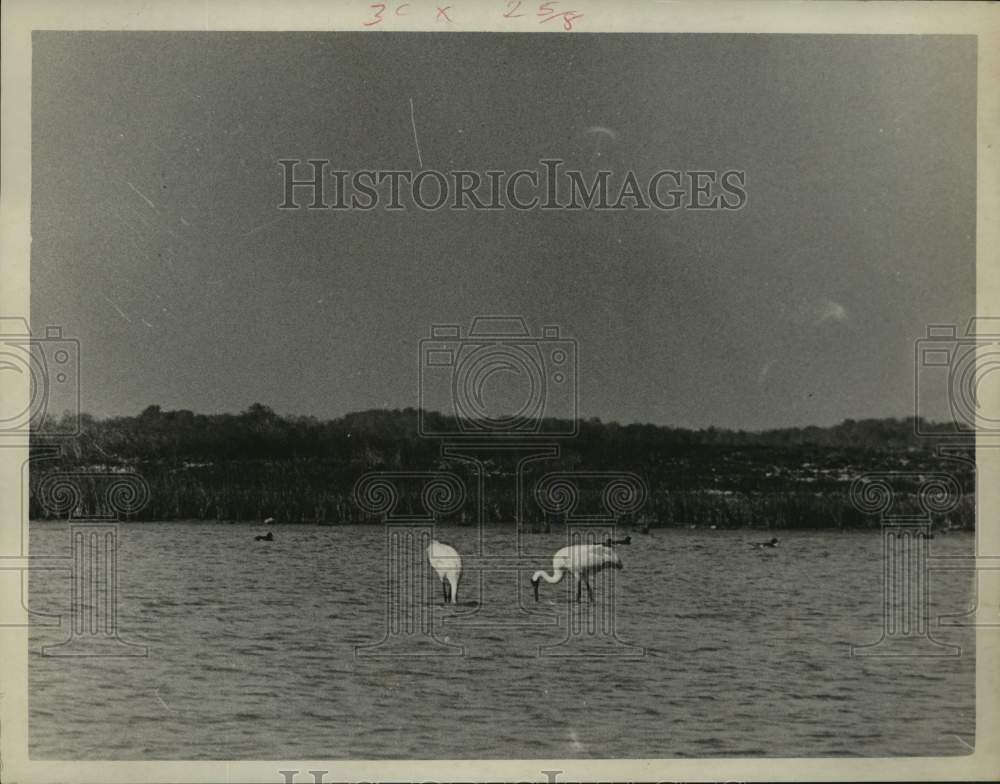 1967 Press Photo Whooping cranes in marsh at Aransas National Refuge in Texas- Historic Images