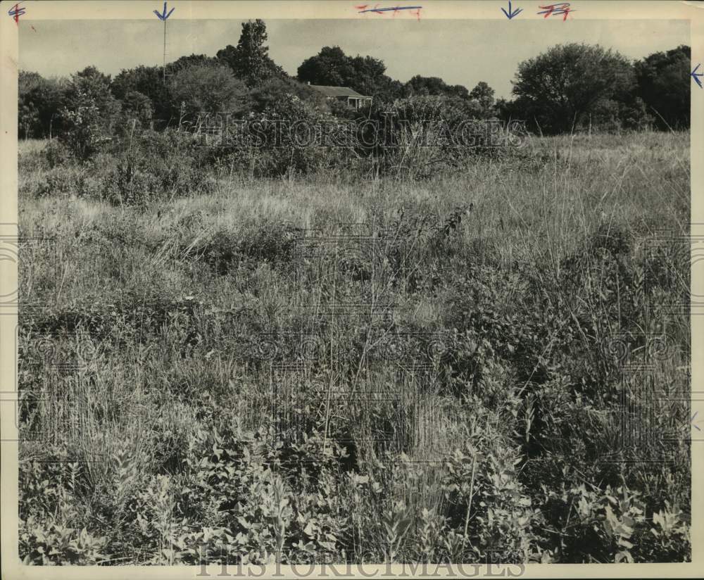 1961 Press Photo Weed filled lot subject of complaints in Houston, Texas- Historic Images