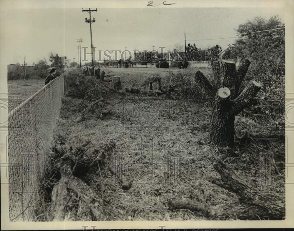 1968 Press Photo Agatha Sheldon looks at oak tree stumps on Voss Street, Houston- Historic Images