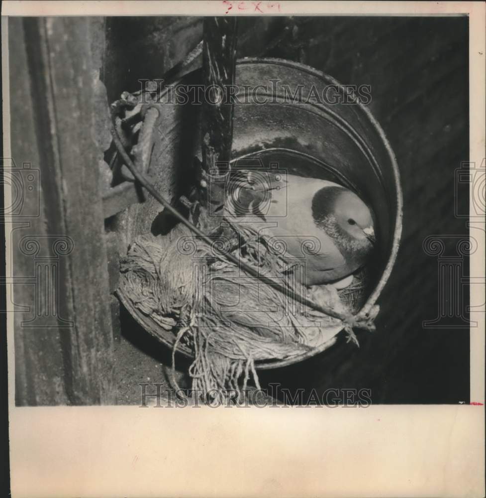 1962 Press Photo Pigeon nests in mop pail outside New York City apartment, NY- Historic Images