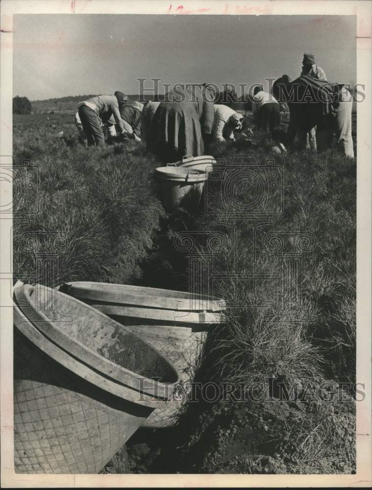 1967 Press Photo Workers Pulling Pecan Seedlings to Donate to Schools- Historic Images