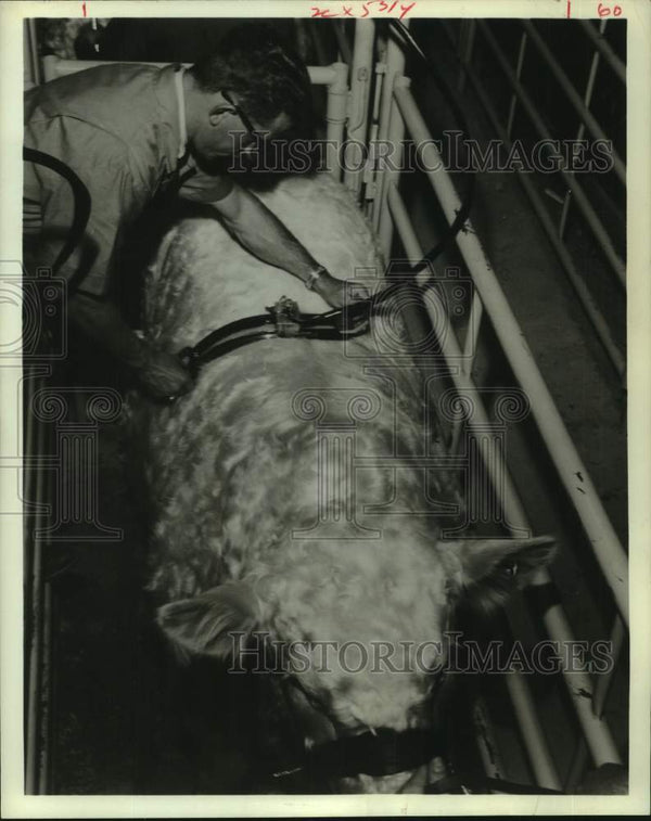 1970 Press Photo Measuring Charolais bull with Scanogram; Houston ...