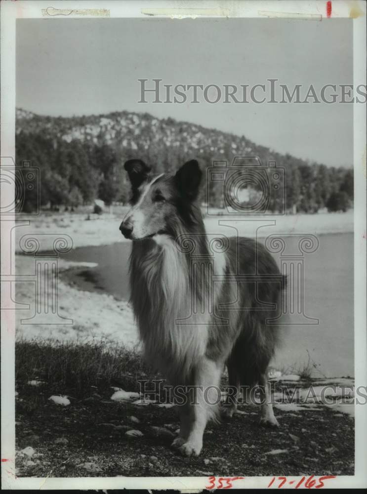 1978 Press Photo Lassie the dog in scene from &quot;New Beginning&quot; - hca66707- Historic Images