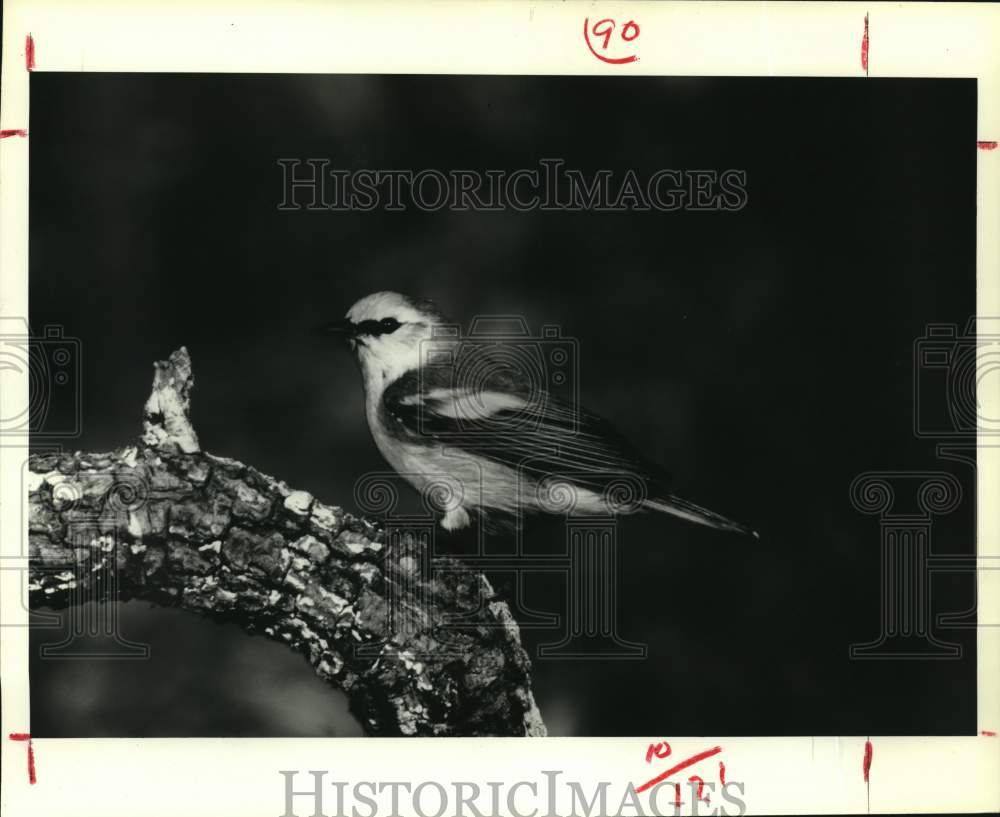 1980 Press Photo Bird on a branch - hca77181