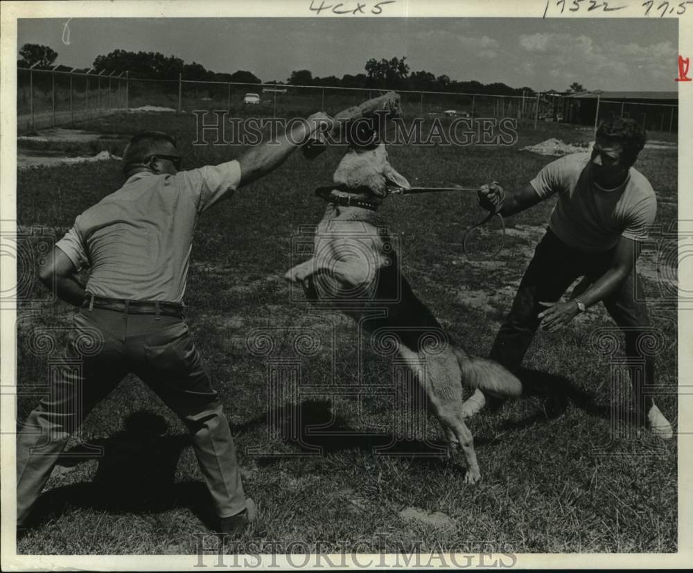 1969 Press Photo R. C. Cook Sr. agitates his guard dog as trainer restrains him
