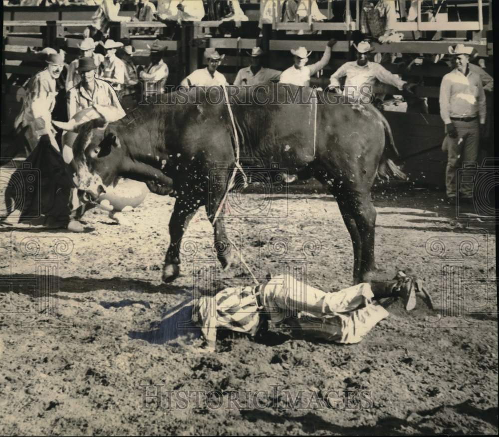 1962 Press Photo Inmate thrown from bull during ride at Huntsville Prison Rodeo- Historic Images