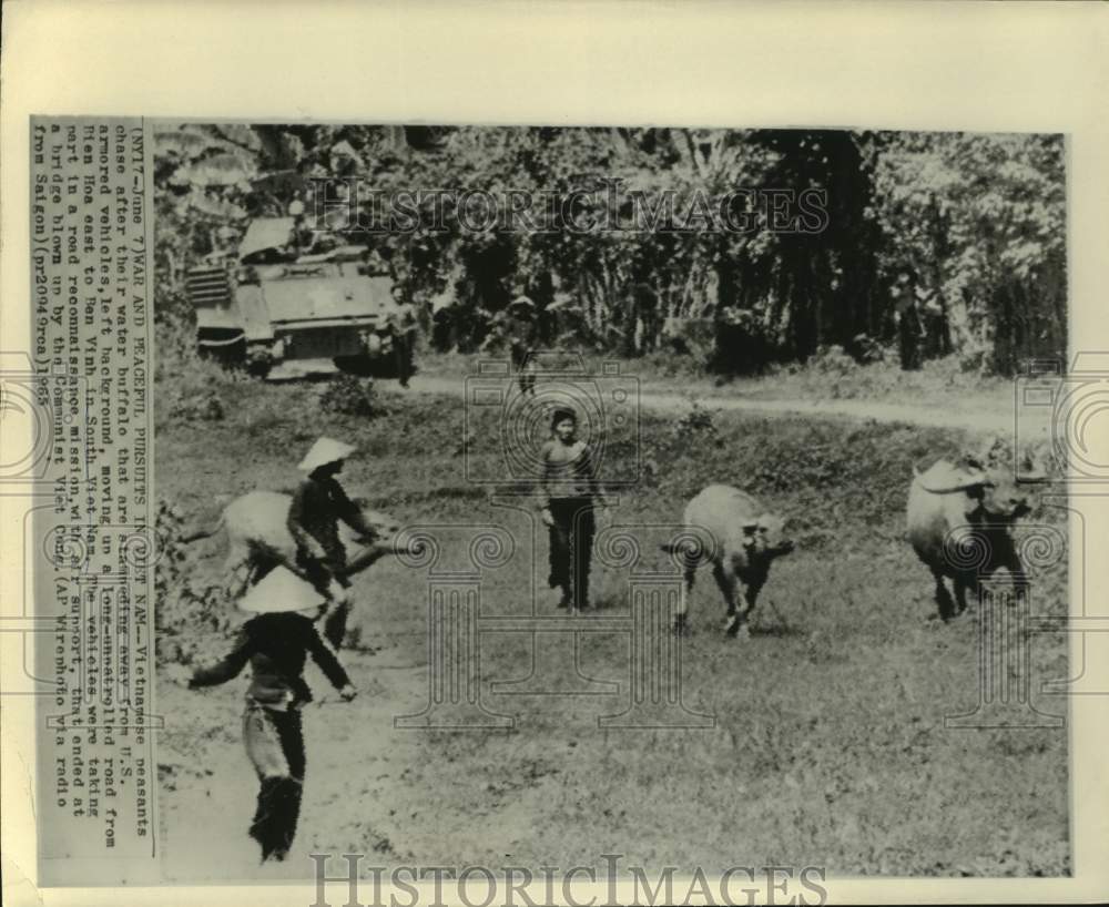 1965 Press Photo Peasants chase water buffalo; Bien Hoa, South Vietnam