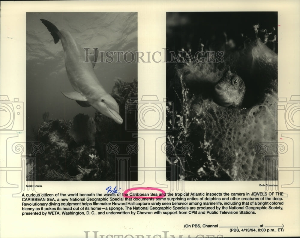 1994 Press Photo Rarely seen marine life on Jewels Of The Caribbean Sea.- Historic Images