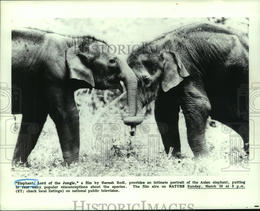 1988 Press Photo &quot;Elephant: Lord of the Jungle&quot; airs on Nature. - hcp03427- Historic Images