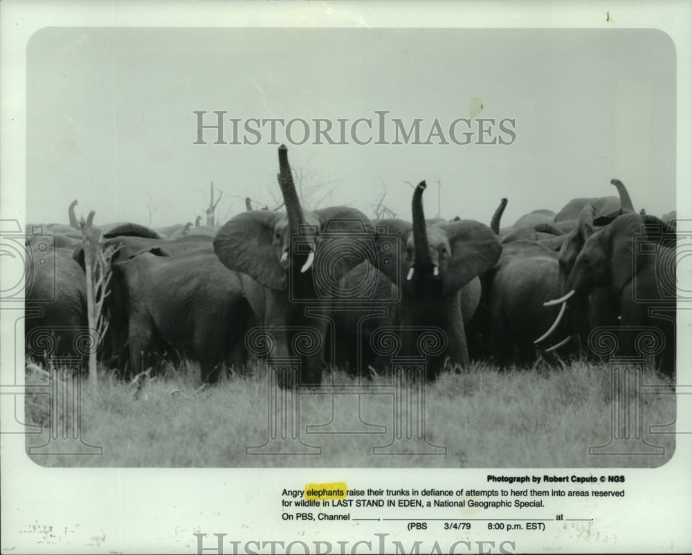 1979 Press Photo Angry elephants raise their trunks on &quot;Last Stand In Eden.&quot;- Historic Images