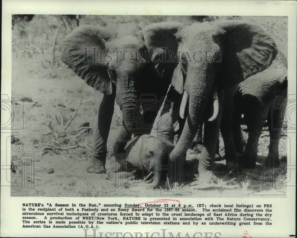 1988 Press Photo &quot;A Season in the Sun&quot; Nature PBS Film East African Elephants- Historic Images