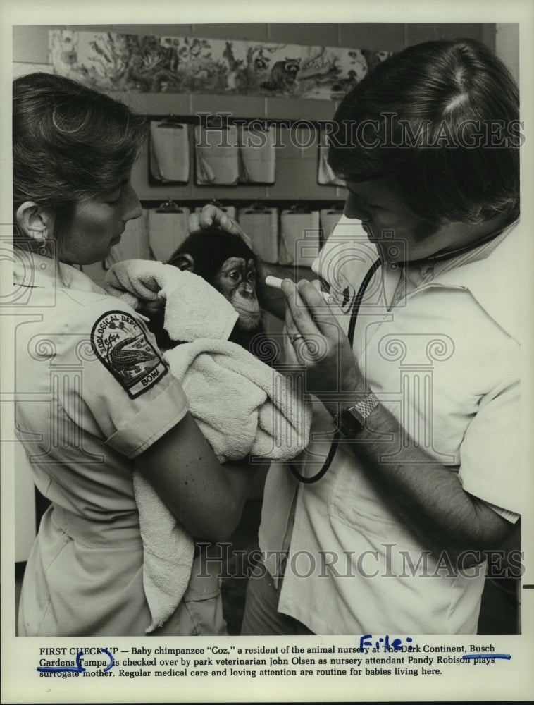 1986 Press Photo Baby chimpanzee at Busch Gardens in Tampa, Florida - hcp03826- Historic Images