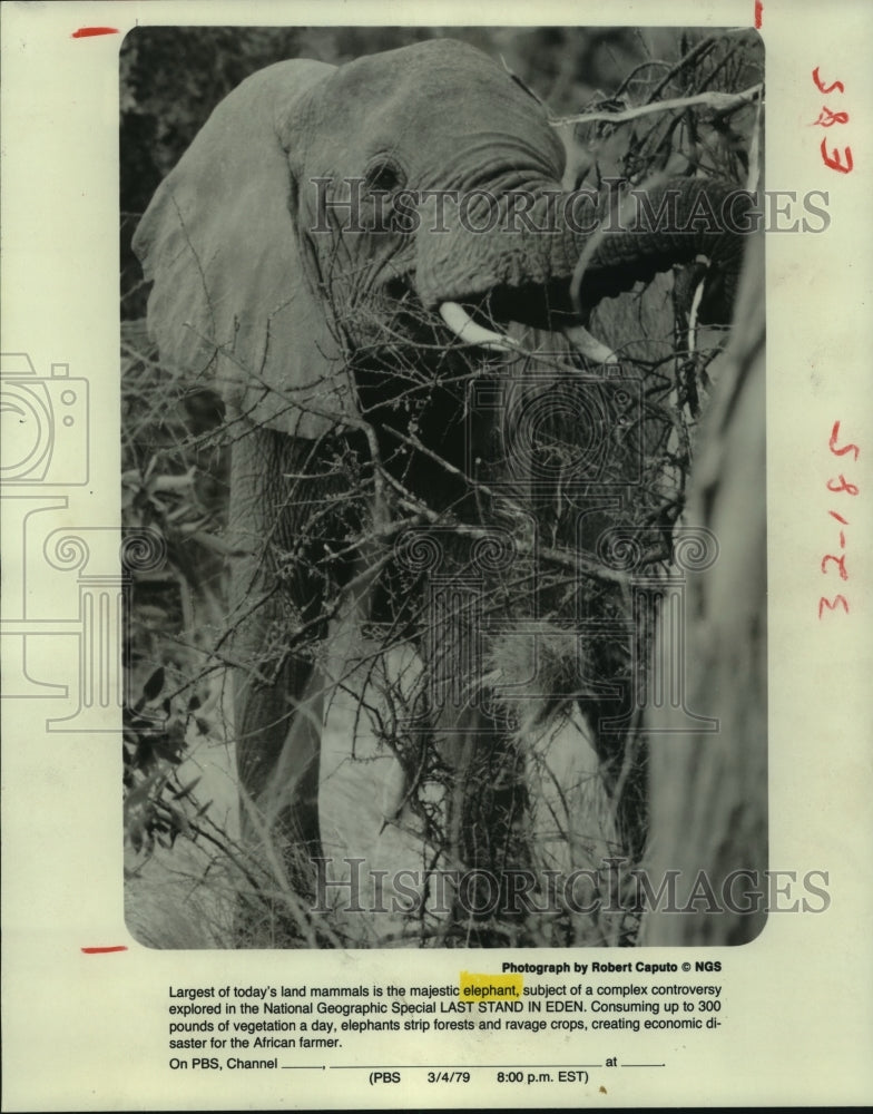 1979 Press Photo &quot;Last Stand In Eden&quot; shows the majestic elephant airing on PBS- Historic Images