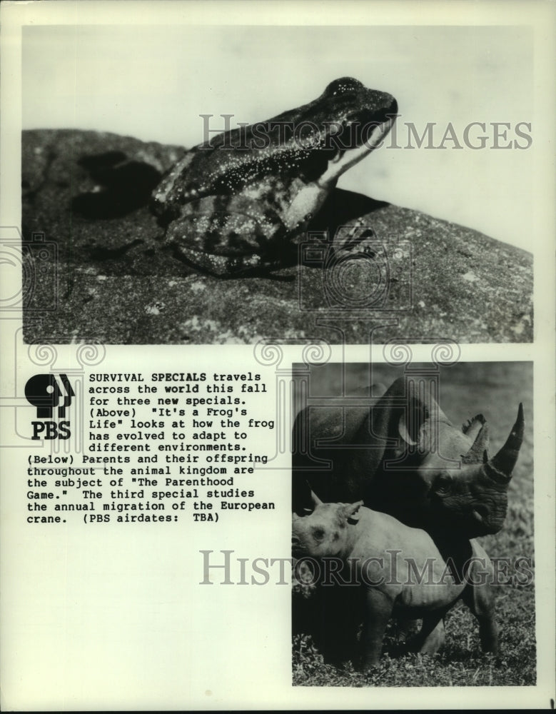 1988 Press Photo Frog and rhinos studied in PBS television series specials- Historic Images