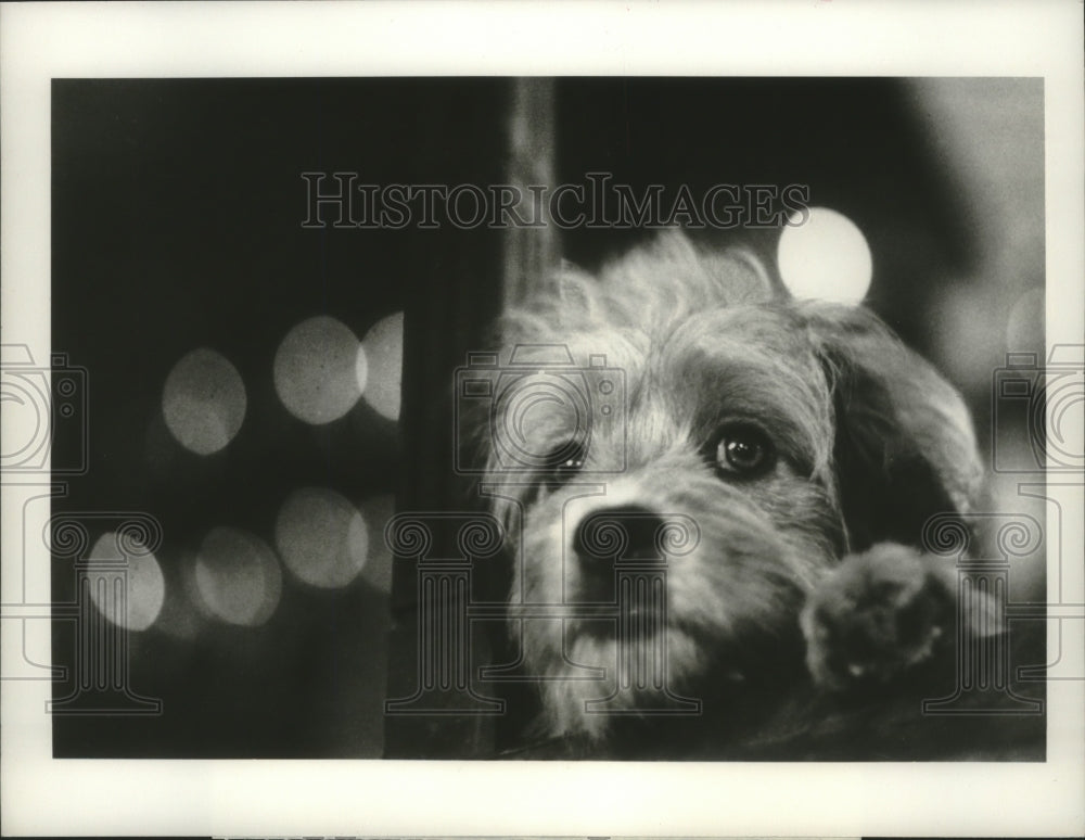 1987 Press Photo Benji the dog from the show &quot;The Phenomenon of Benji&quot;- Historic Images