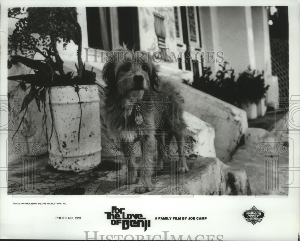 1981 Press Photo Benji the dog from &quot;For the Love of Benji&quot; film - hcp04441- Historic Images