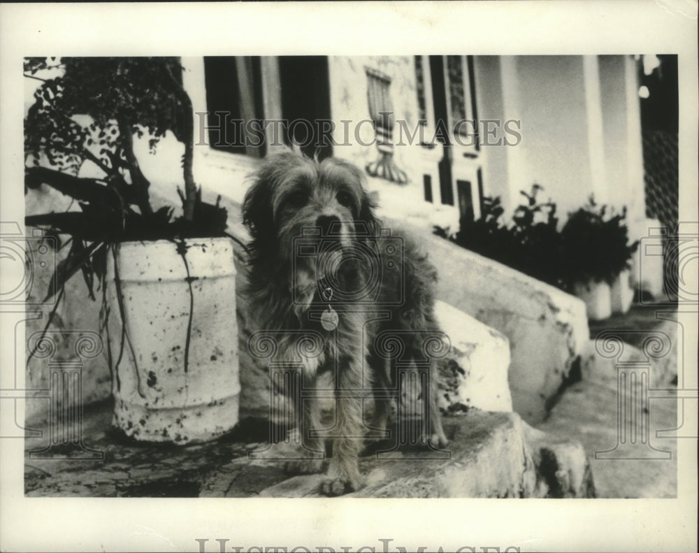 1980 Press Photo Benji, the stray mutt in his first movie as huggable &quot;Benj&quot;.- Historic Images