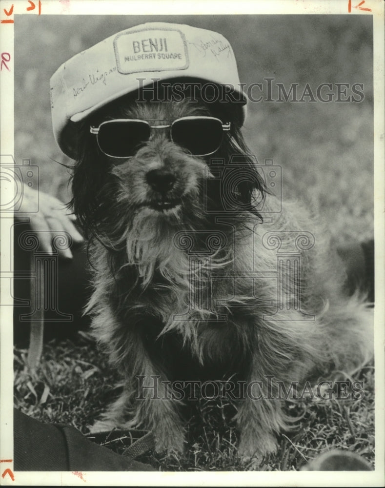 1977 Press Photo Actor dog Higgins, star of the Benji the Dog movies - hcp05076- Historic Images