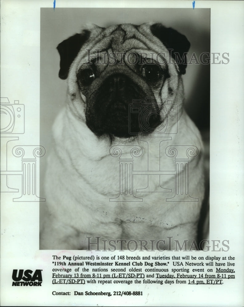 1995 Press Photo Pug for 119th Annuel Westminster Kennel Club Dog Show- Historic Images