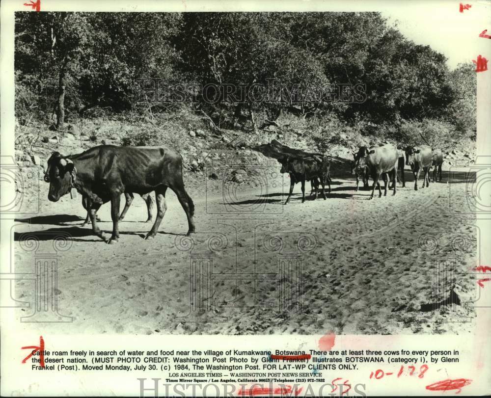 1984 Press Photo Cattle roam in search of water &amp; food near Kumakwane, Botswana- Historic Images