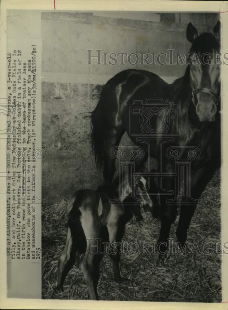 1975 Press Photo Race horse Dual Purpose and her colt at Golden Gate Fields, CA- Historic Images