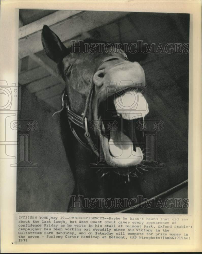 1973 Press Photo West Coast Scout bored waiting for race at Belmont Park, NY- Historic Images