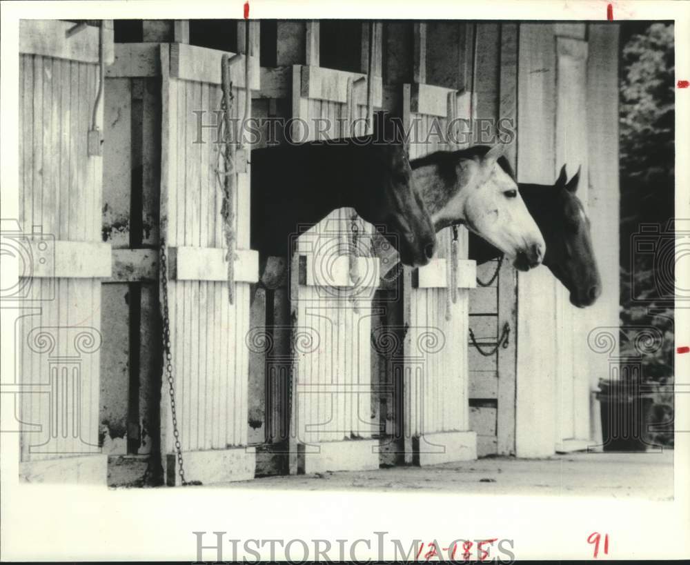 1980 Press Photo Houston Polo Club stables - hcs25495- Historic Images