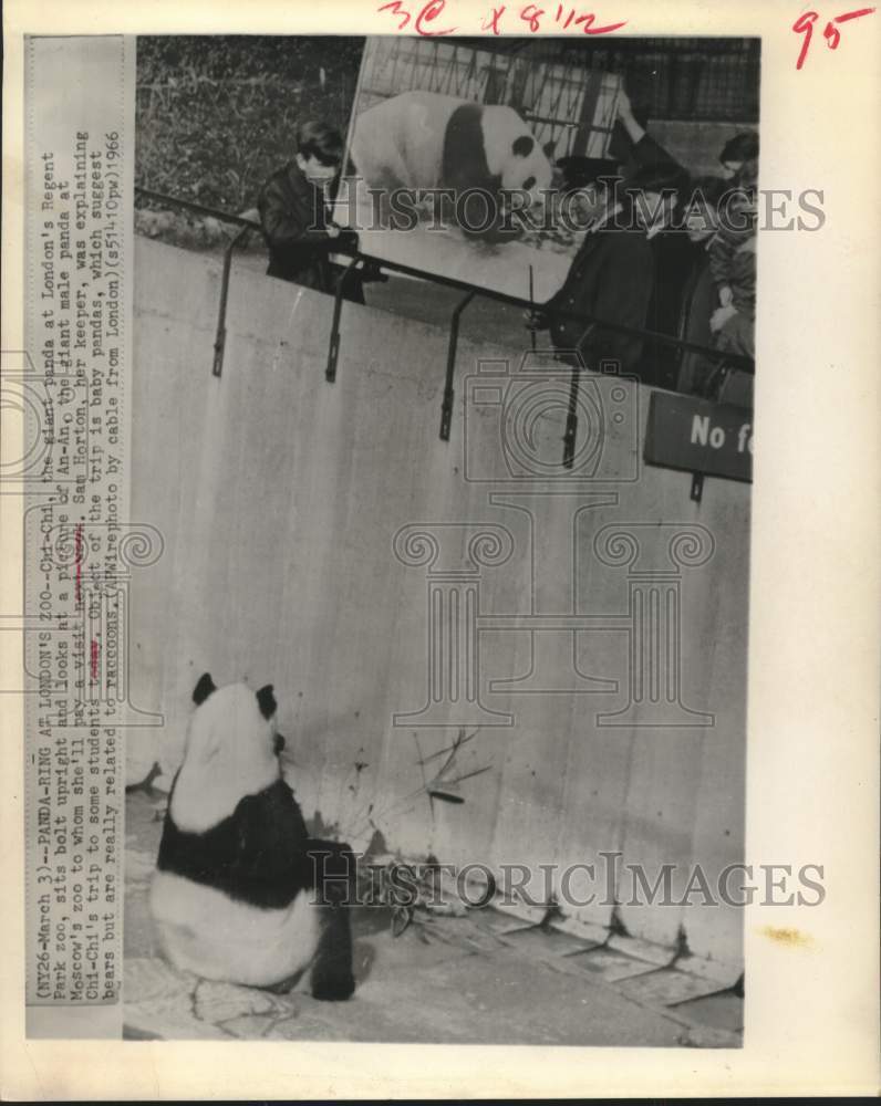 1966 Press Photo Chi-Chi, the Giant Panda at London's Regent Park Zoo