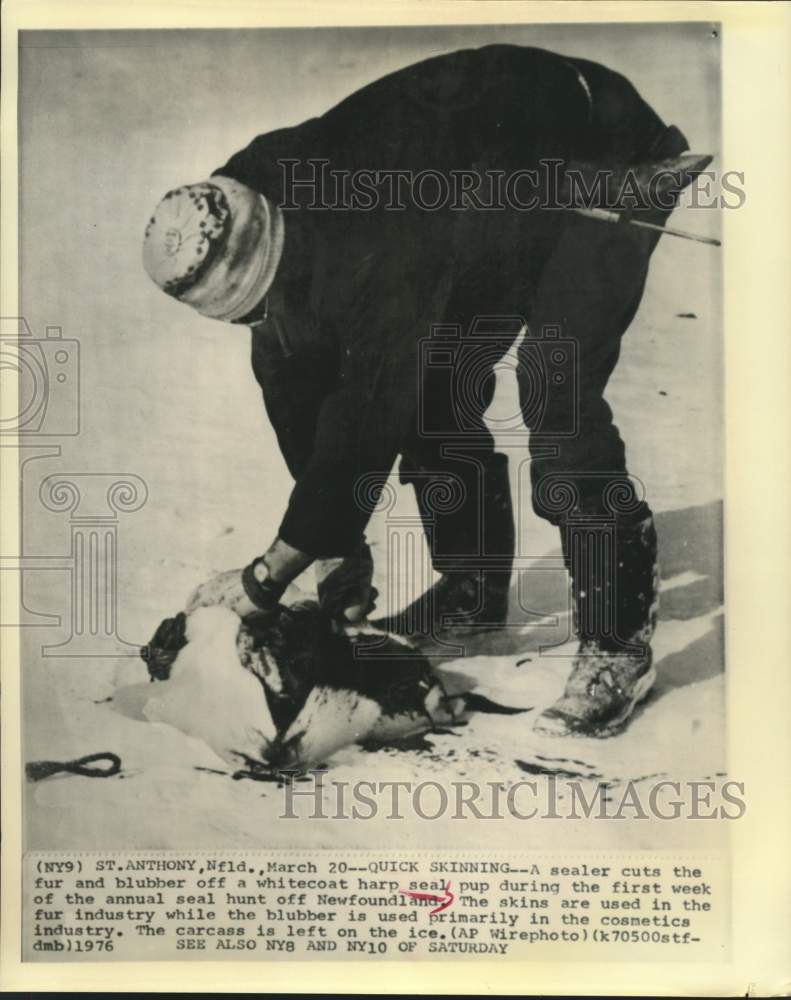 1976 Press Photo A sealer during hunt in Newfoundland - hcw09037- Historic Images