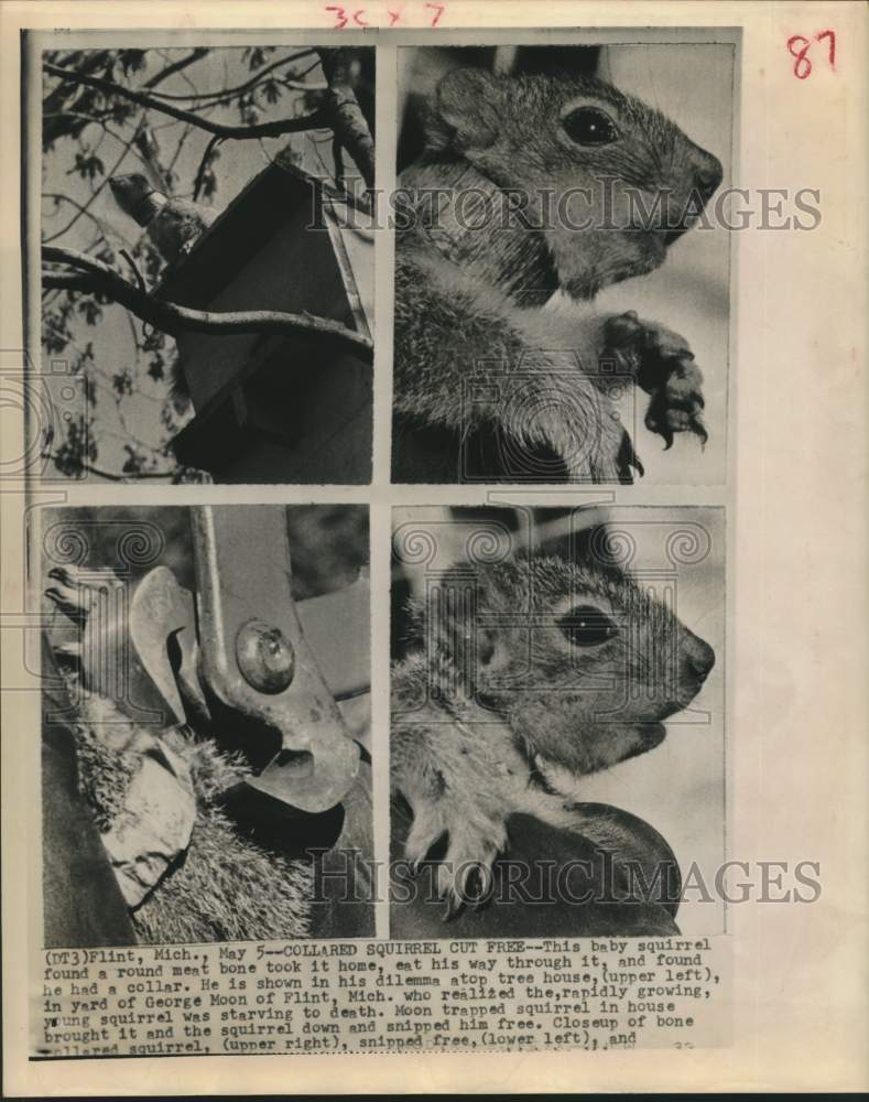 1962 Press Photo Baby Squirrel with meat bone collar in Flint, Michigan