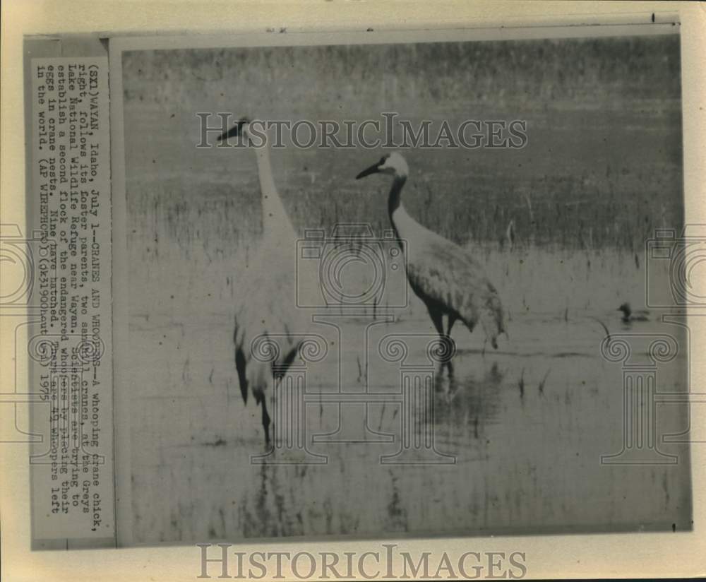 1975 Press Photo Whooping crane chick follows its foster parents at Idaho refuge